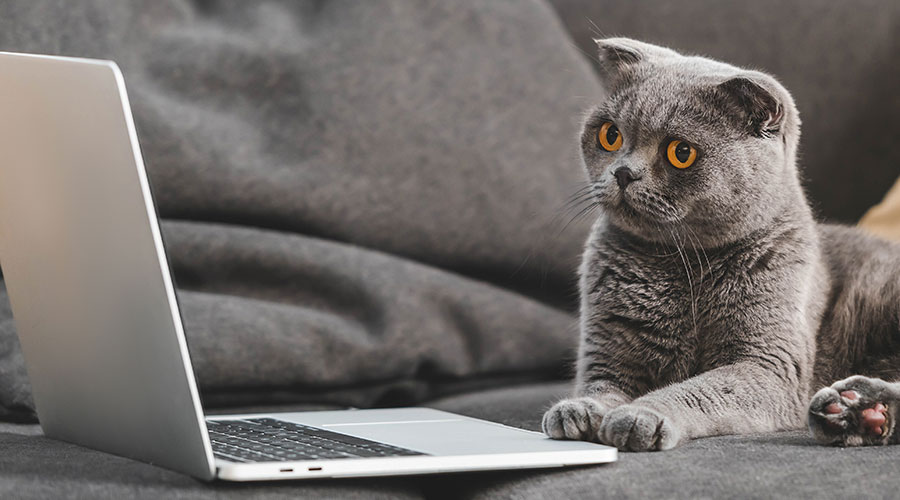 cat on laptop cat on laptop