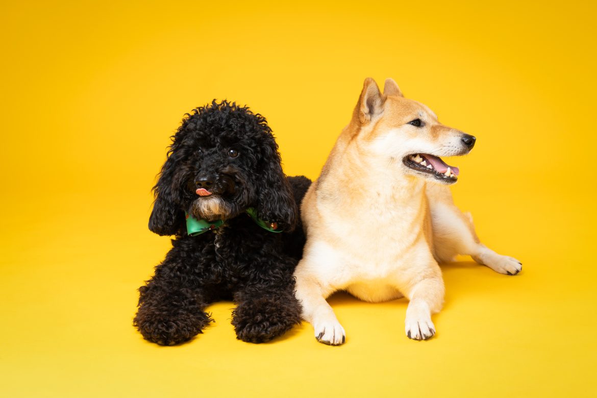 Concept of pet with two cute dogs – Poodle and Shiba Inu